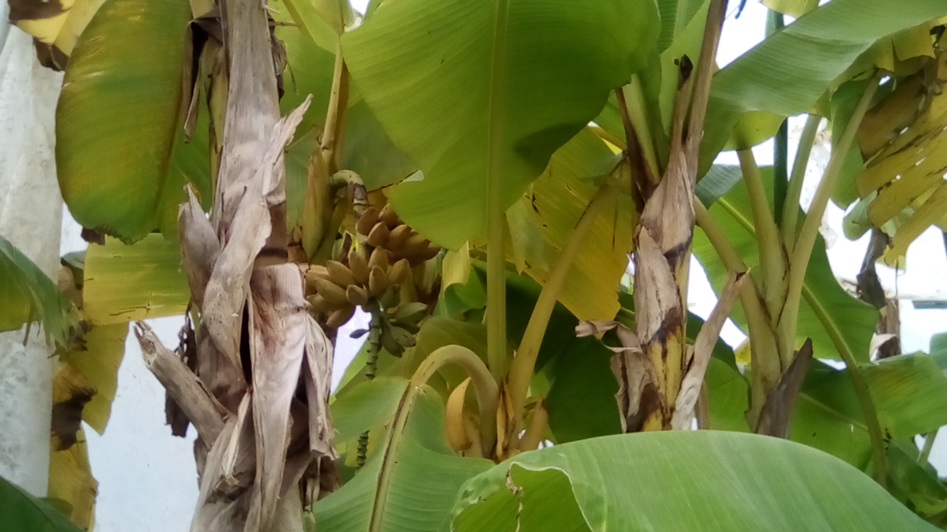 bananes 90CT 120.jpg