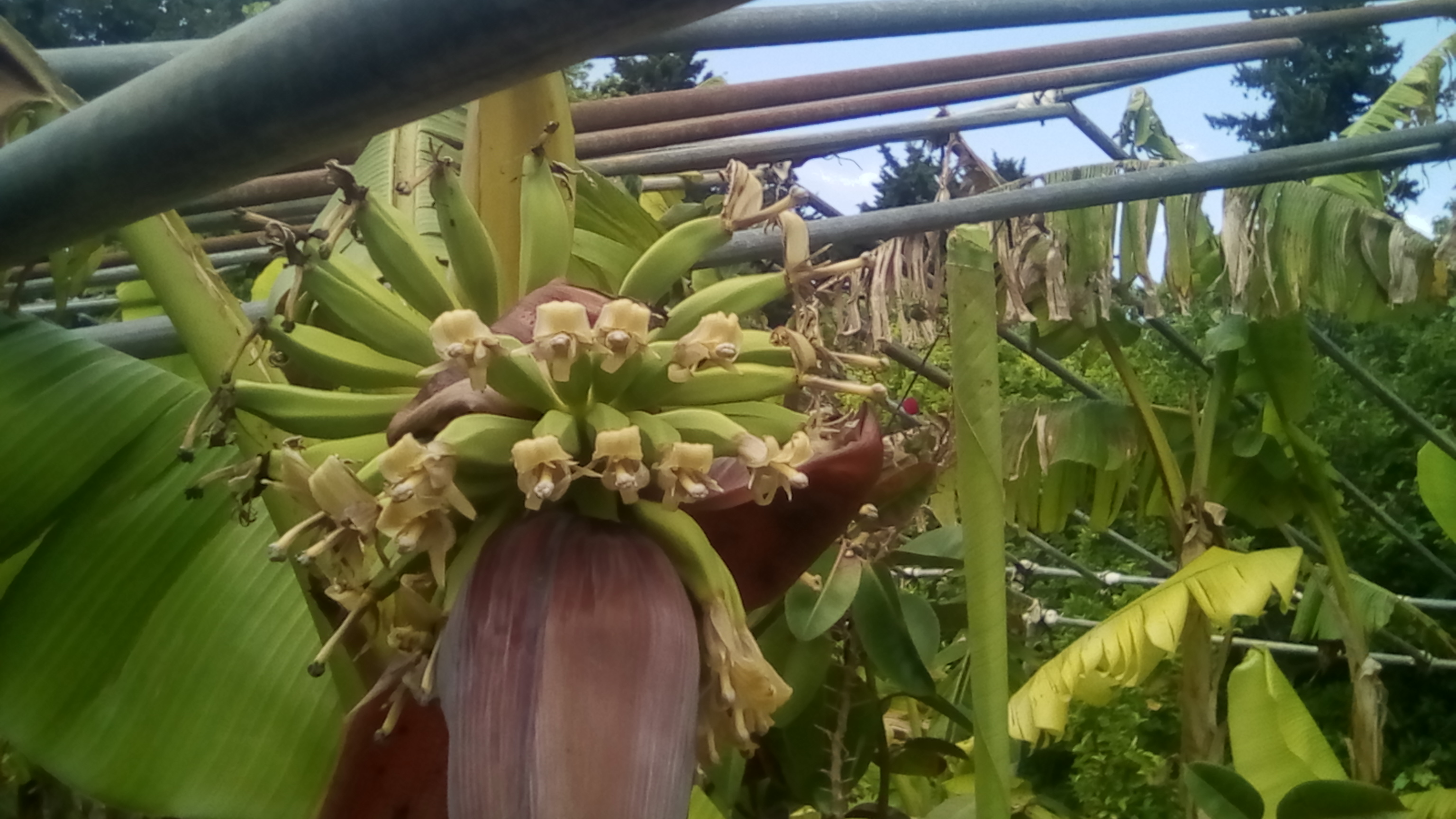 bananes 90CT 016.jpg