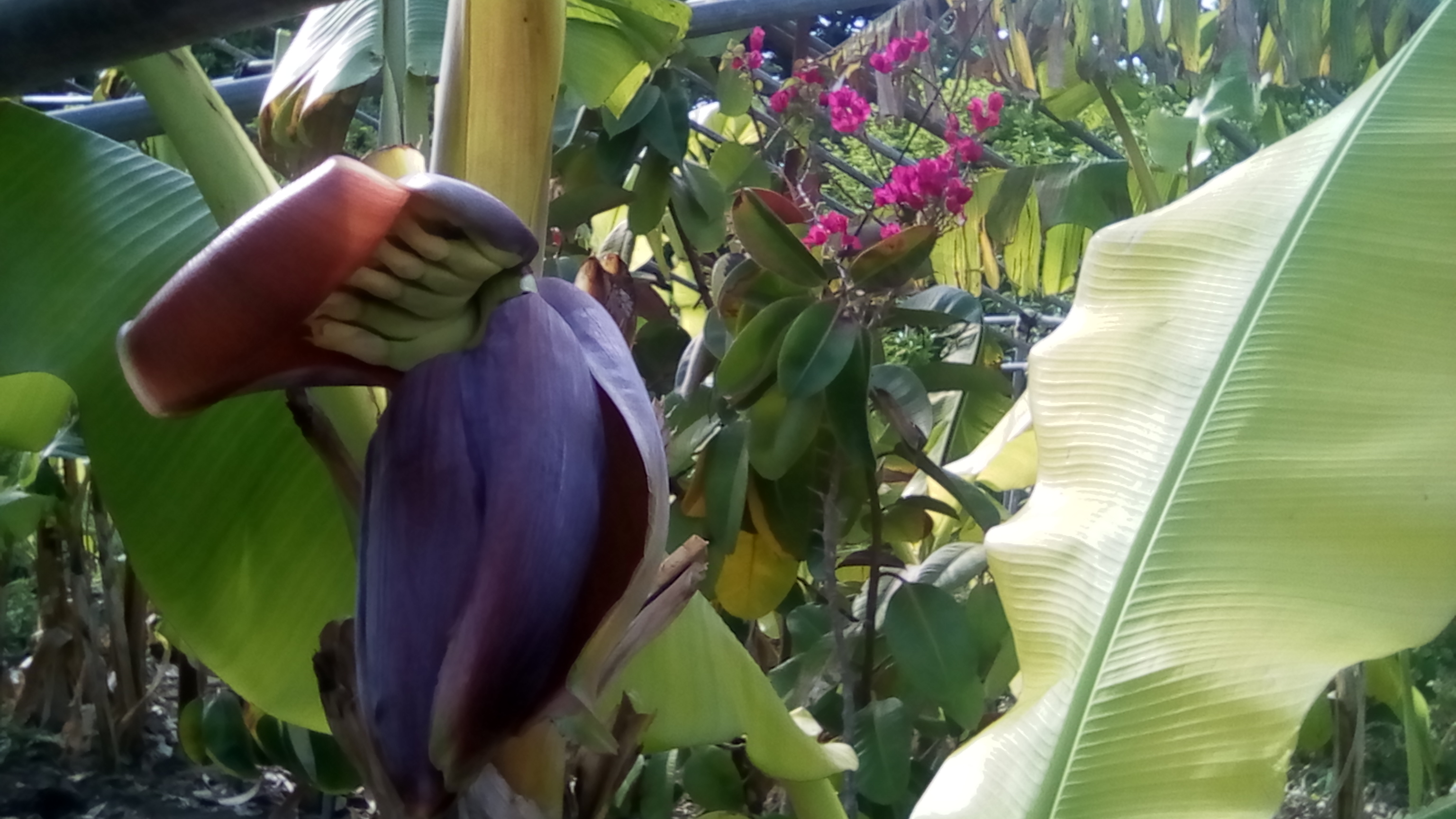 bananes 90CT 009.jpg