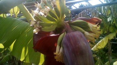 bananes 90CT 005.jpg