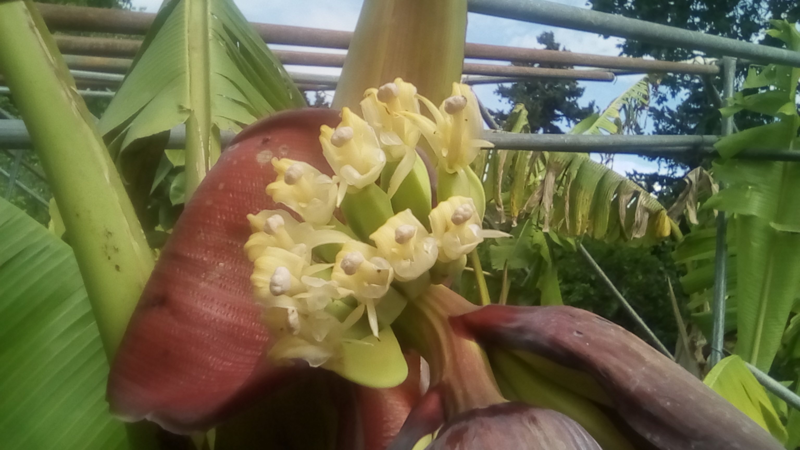 bananes 90CT 010.jpg