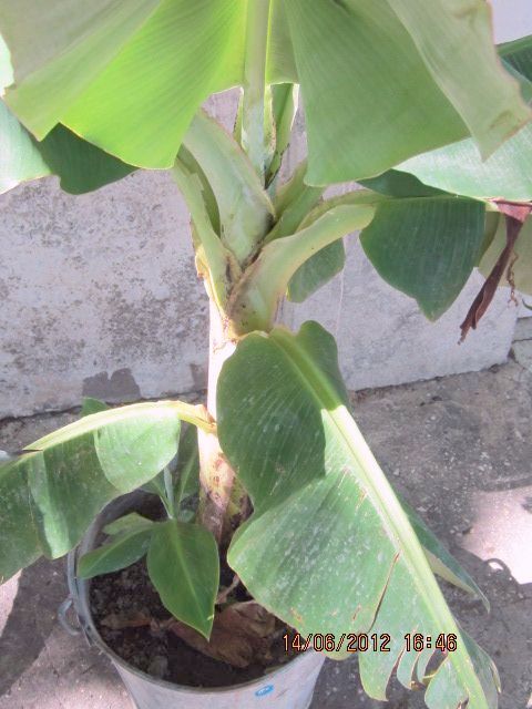 Bananier 14 Juin 2012.jpg