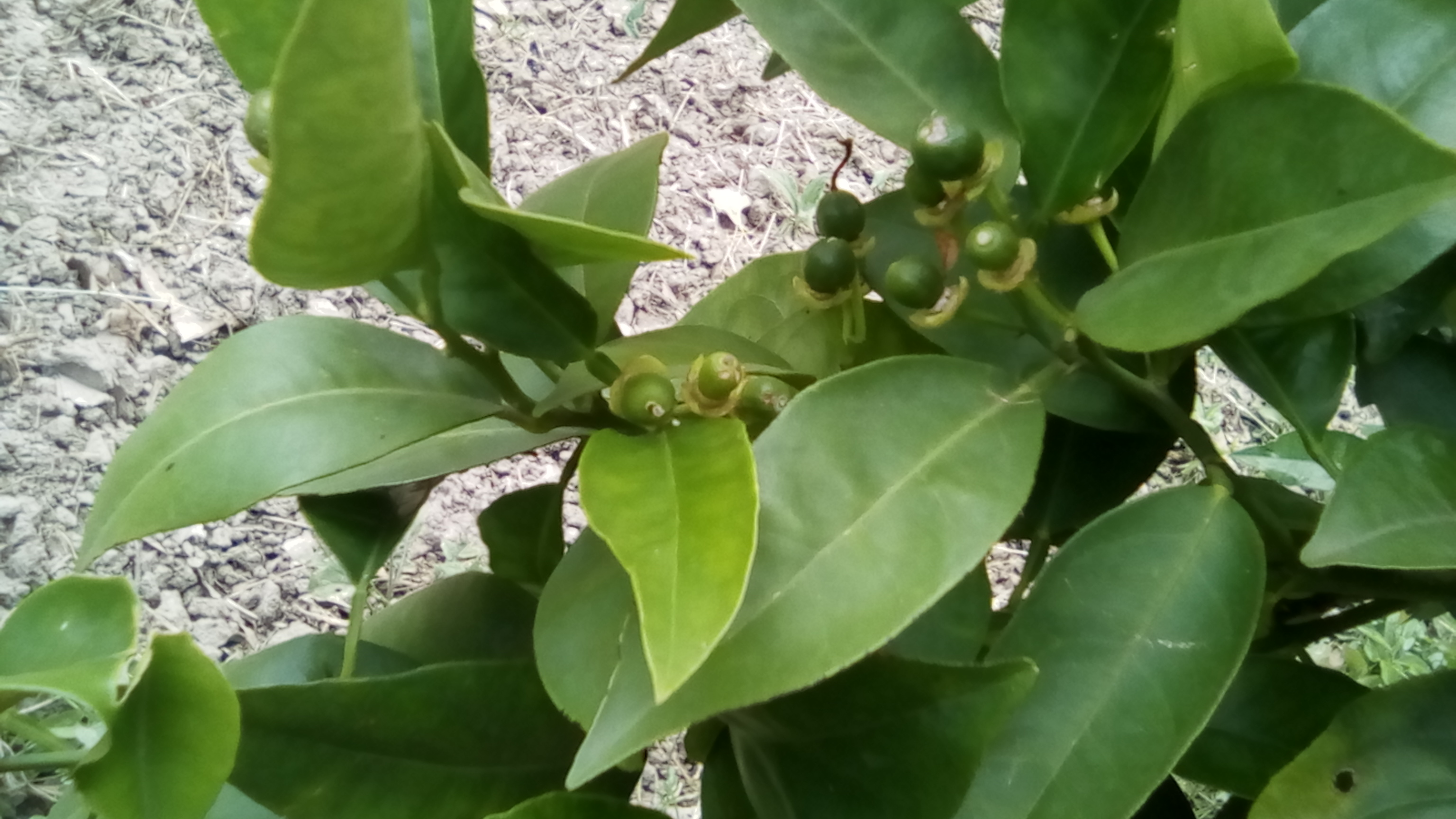 bananes 90CT 002.jpg