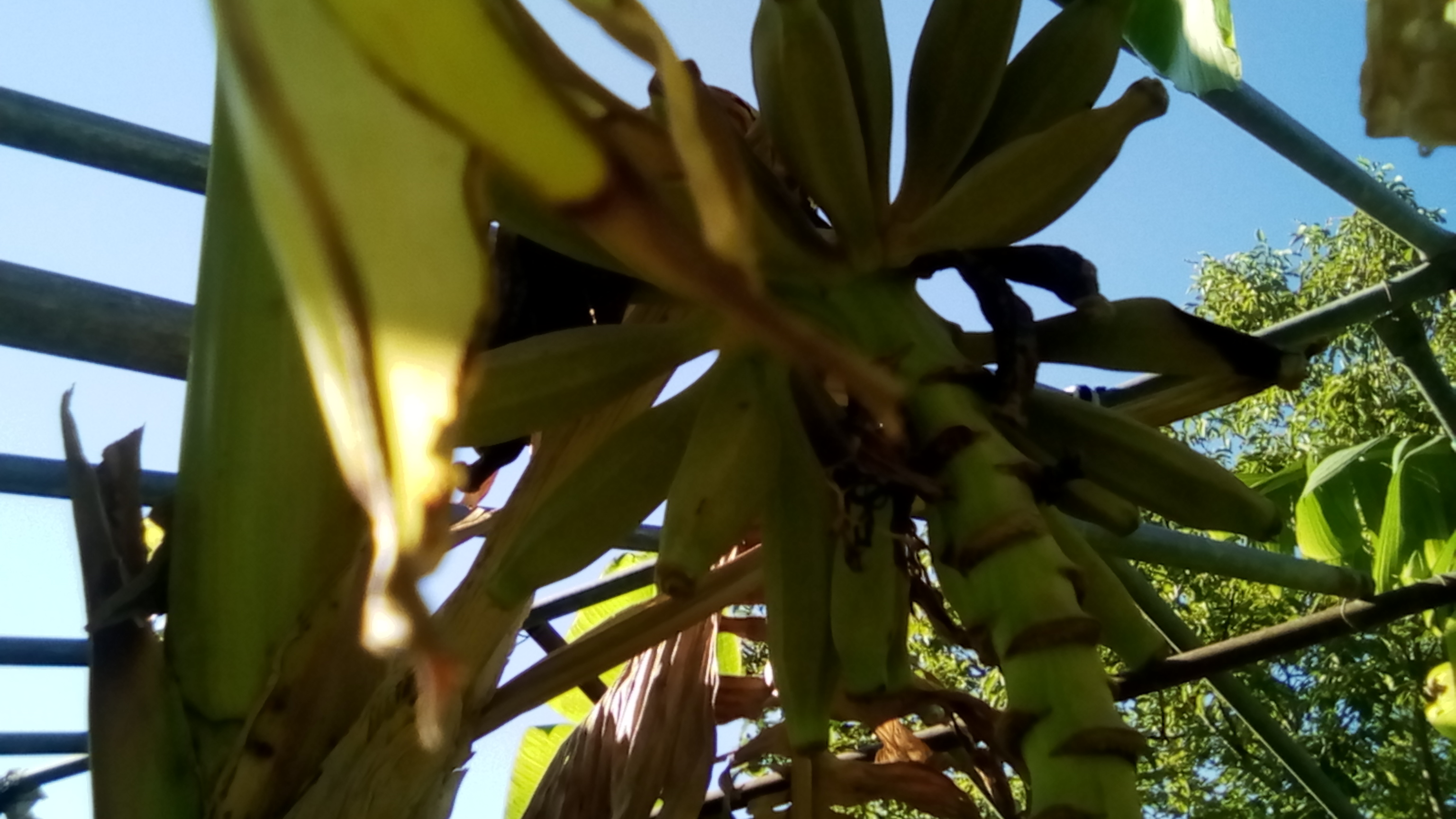 bananes 90CT 030.jpg