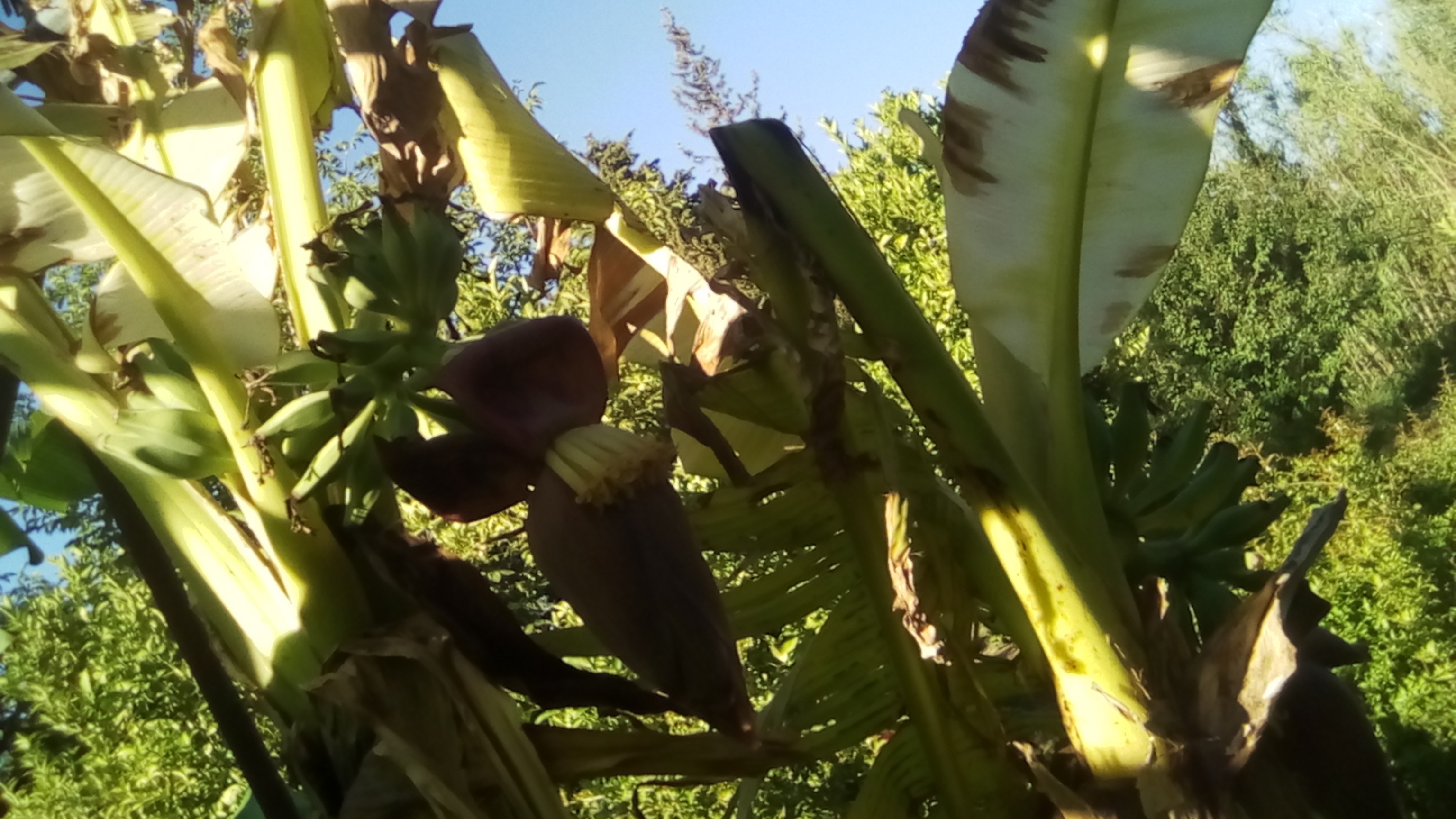 bananes 90CT 029.jpg