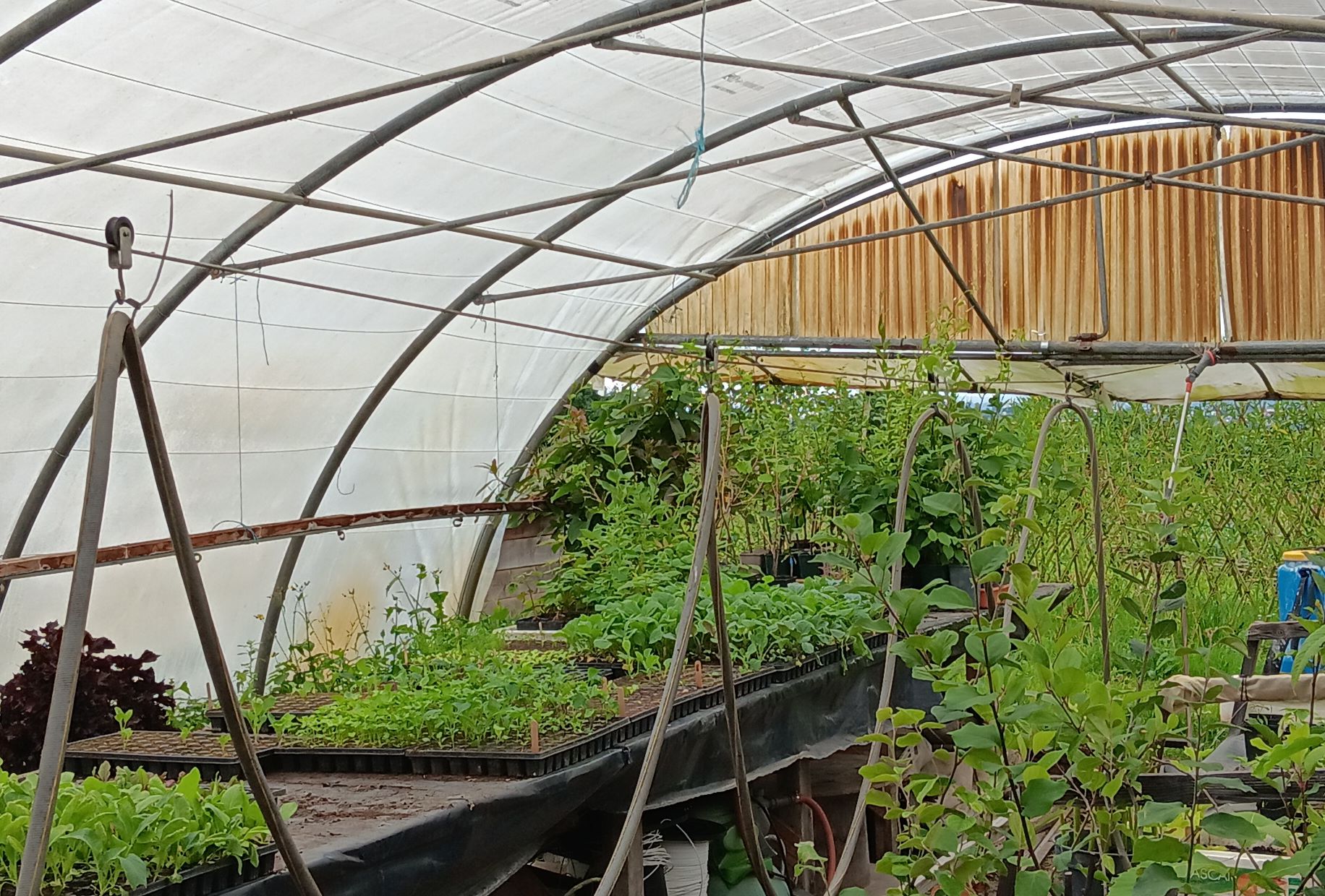 Focus arrosage pepiniere.jpg