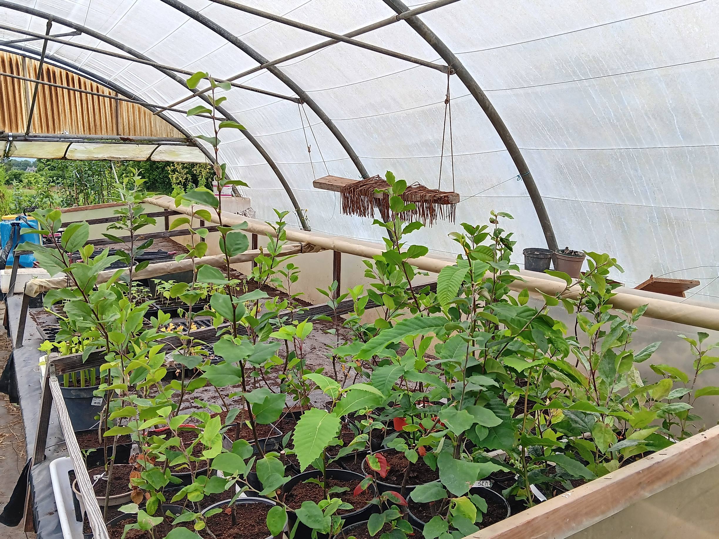 Focus serre pepi 2.jpg