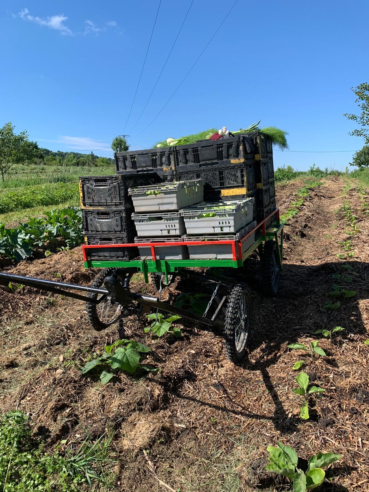 Zinzin chargé dans les champs