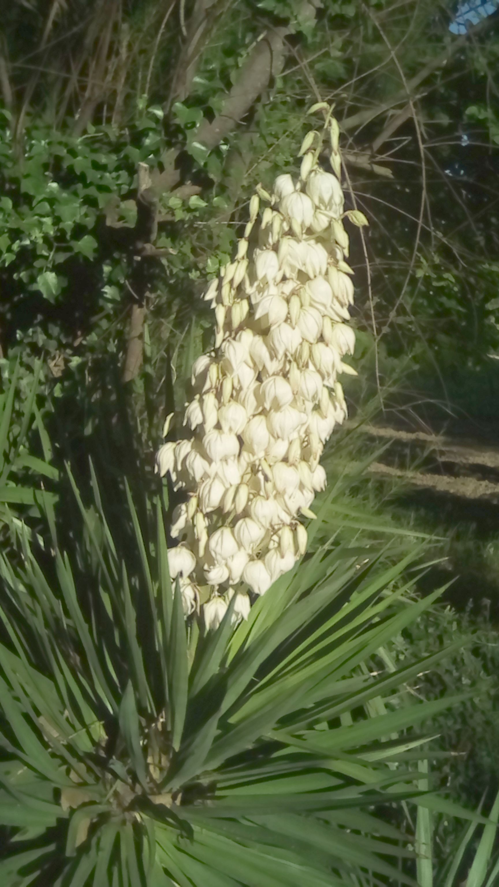 bananes 90CT 098.jpg