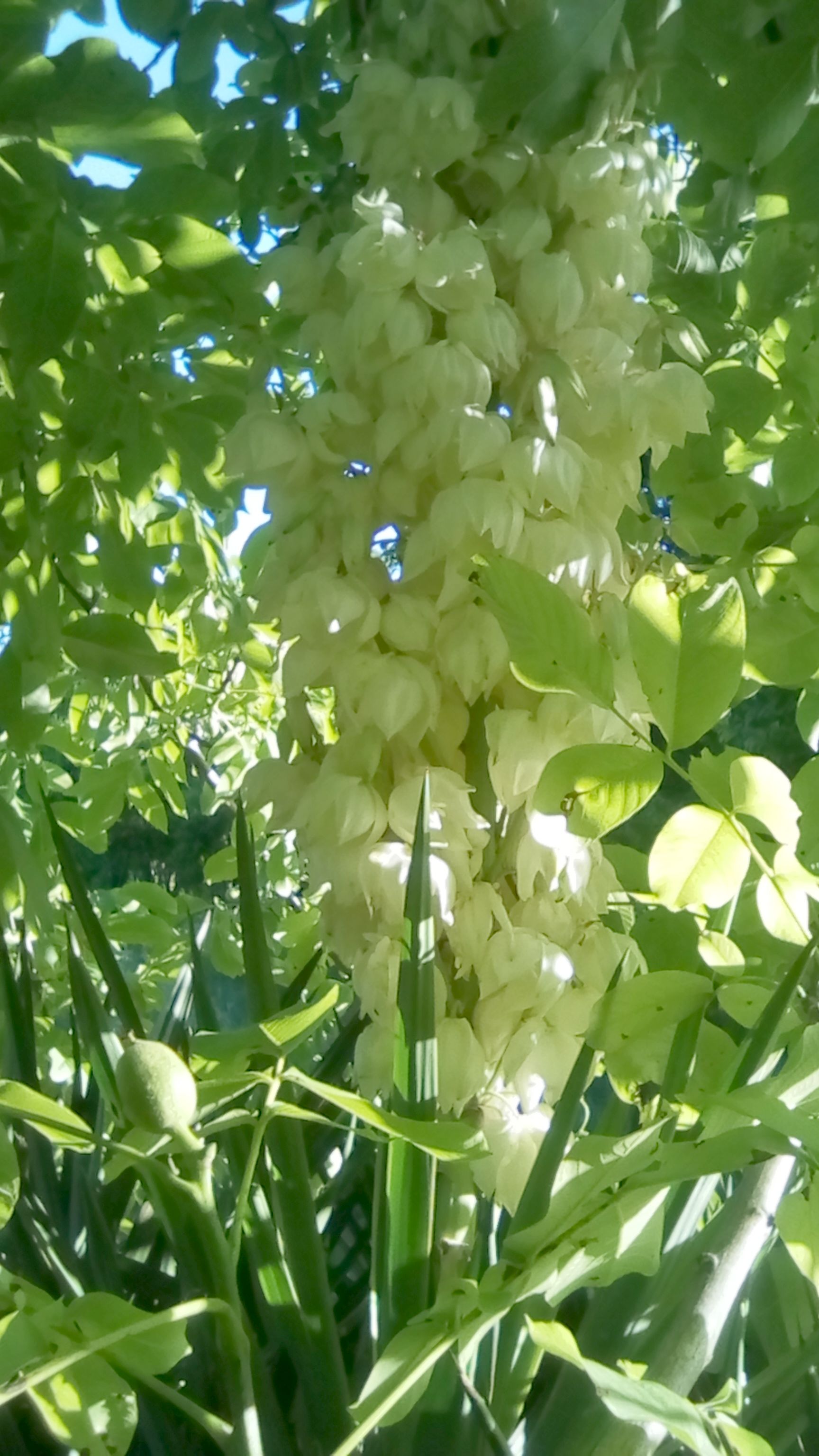 bananes 90CT 099.jpg