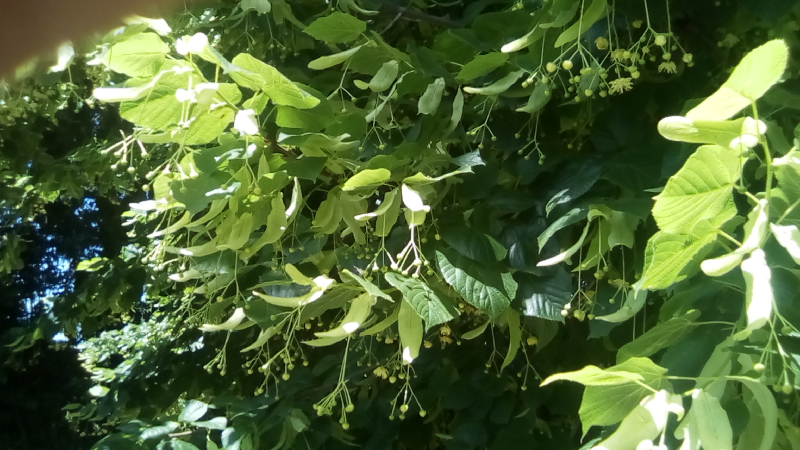 bananes 90CT 143.jpg