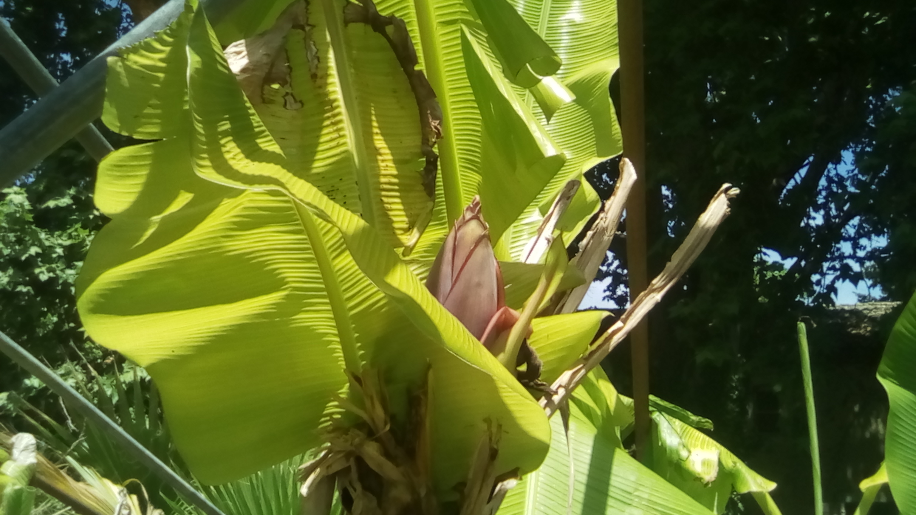 bananes 90CT 141.jpg