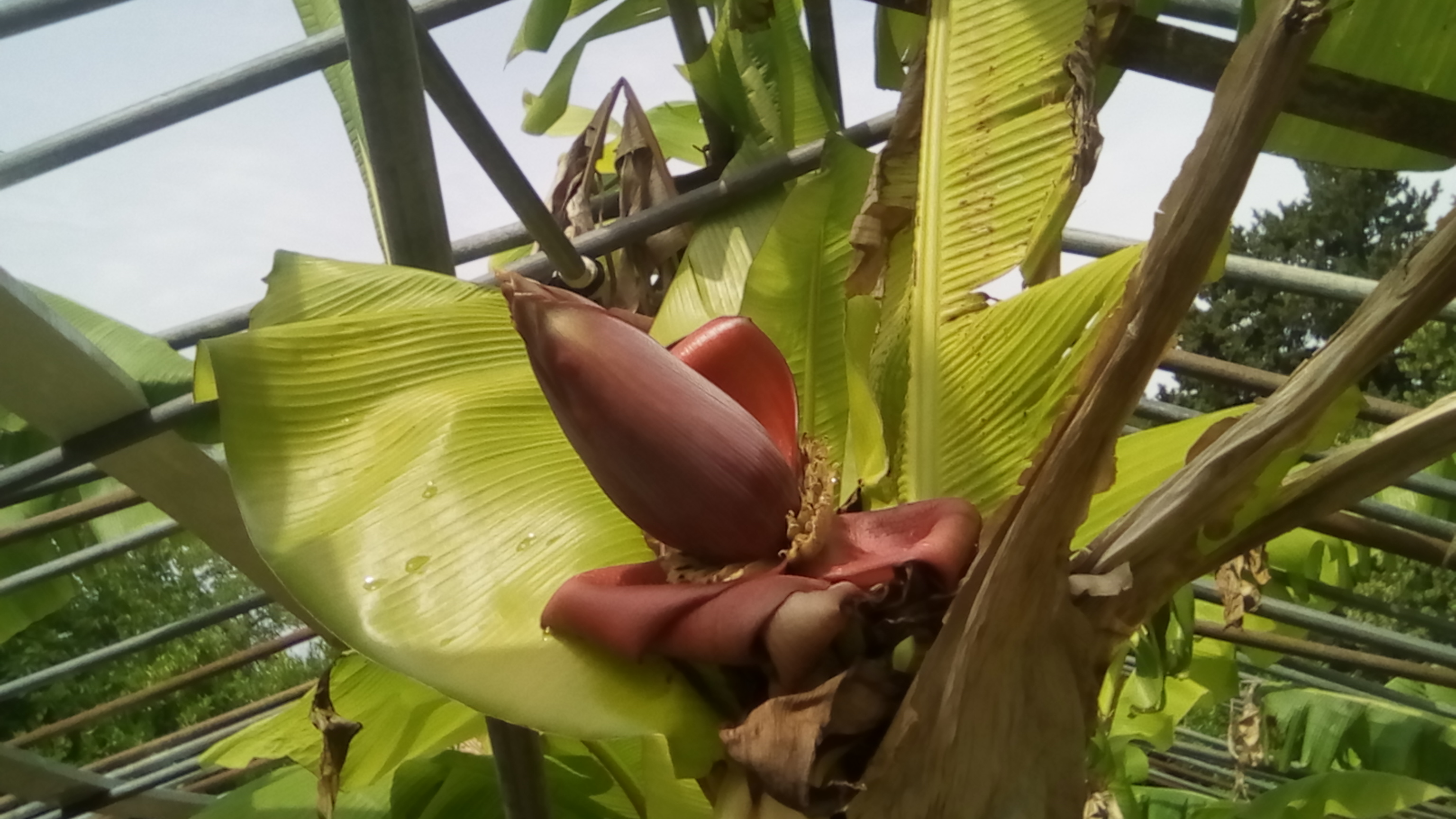 bananes 90CT 146.jpg