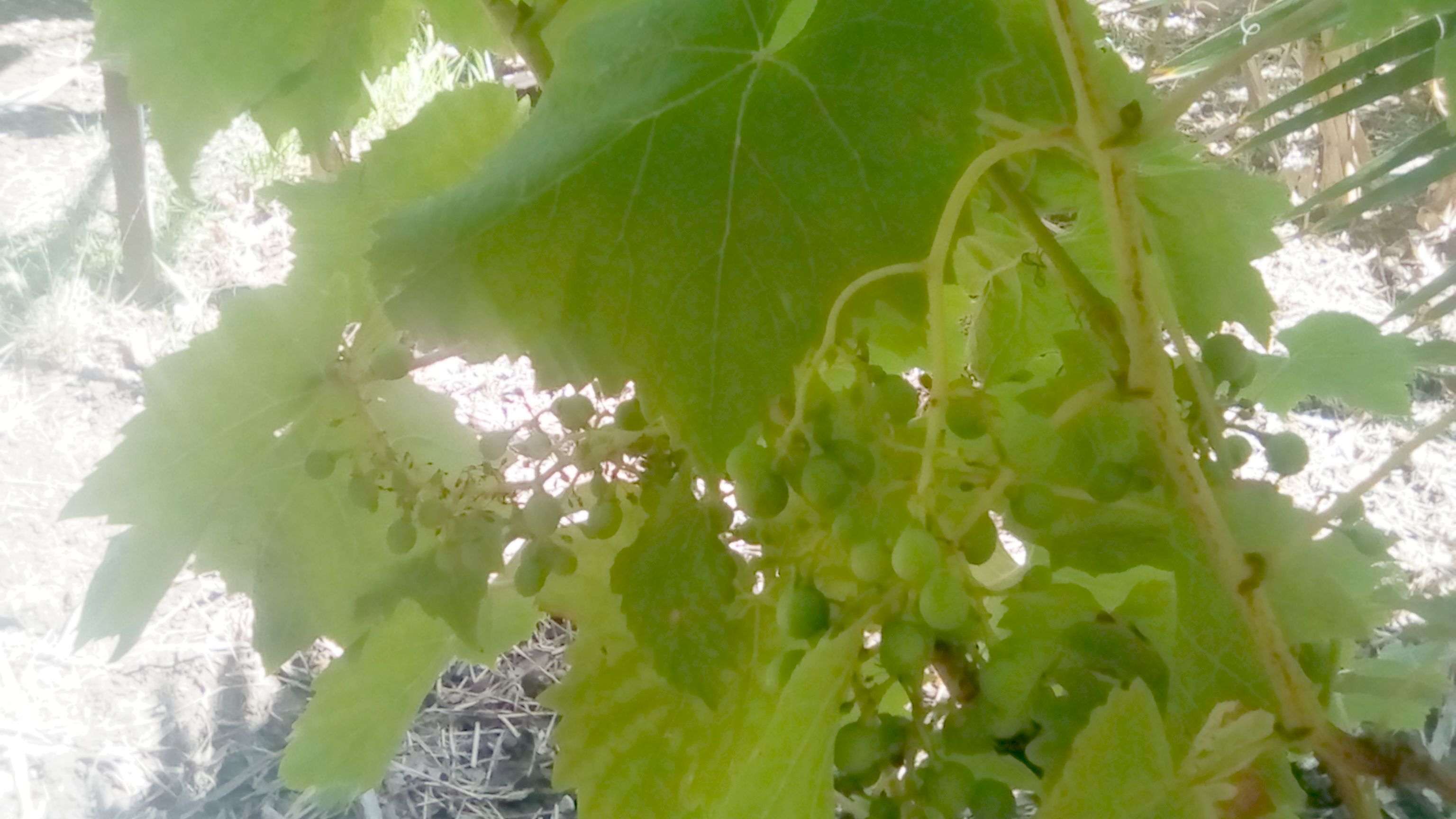 Raisin - 24 Jion.jpg