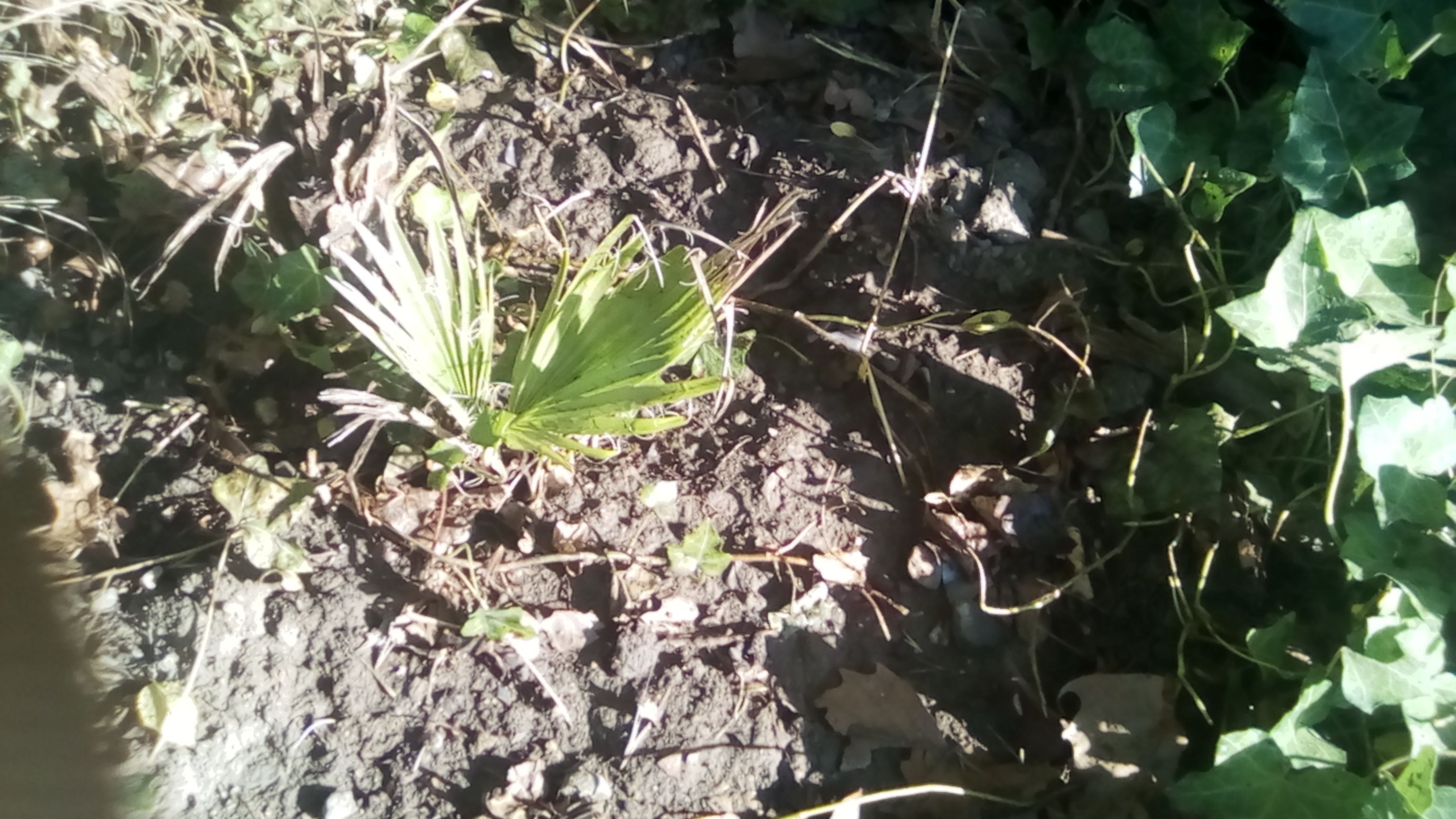 Washingtonia Filiféra -  2 Juillet.jpg