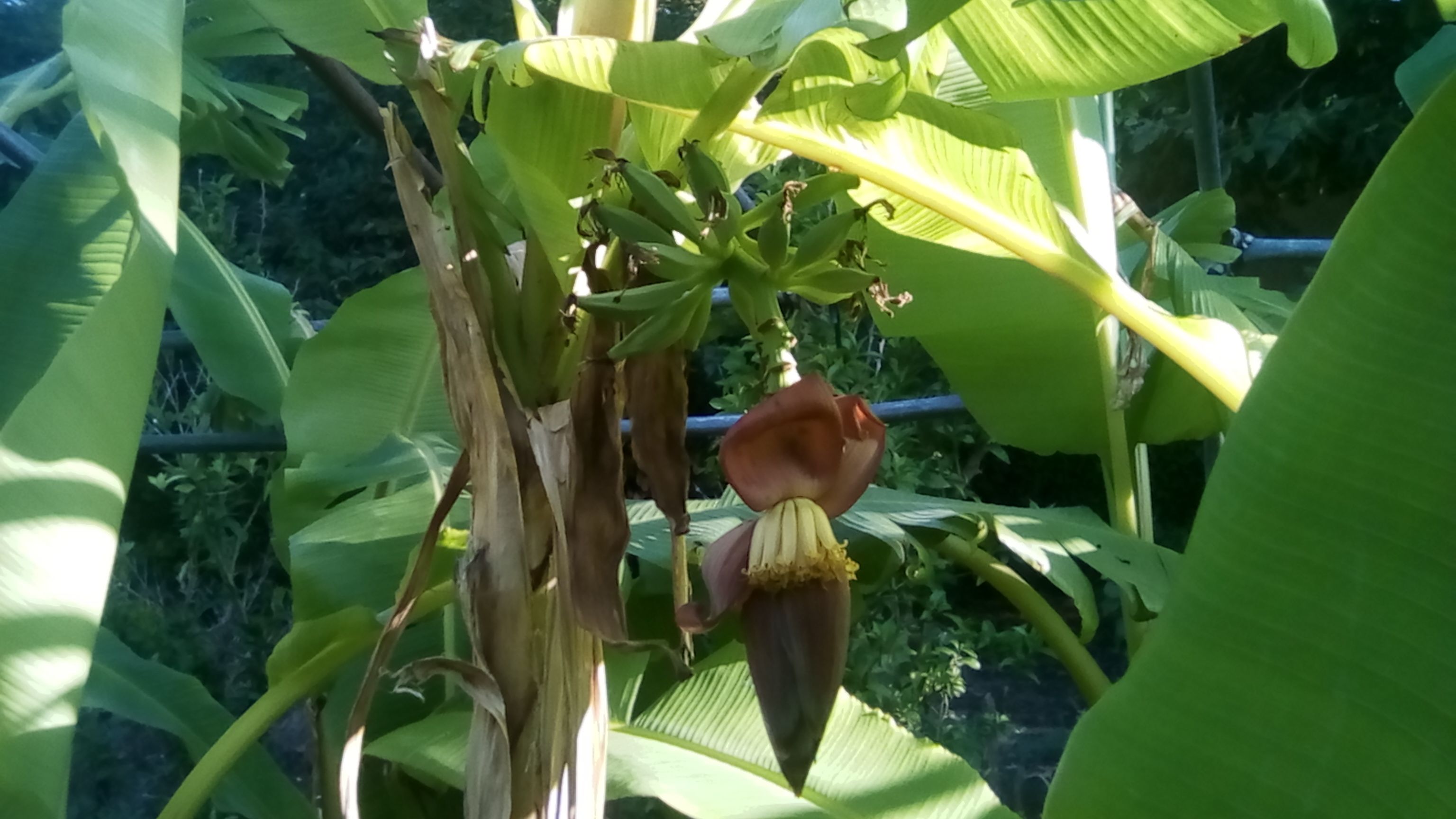 Régiùe 2 -  2 Juillet.jpg