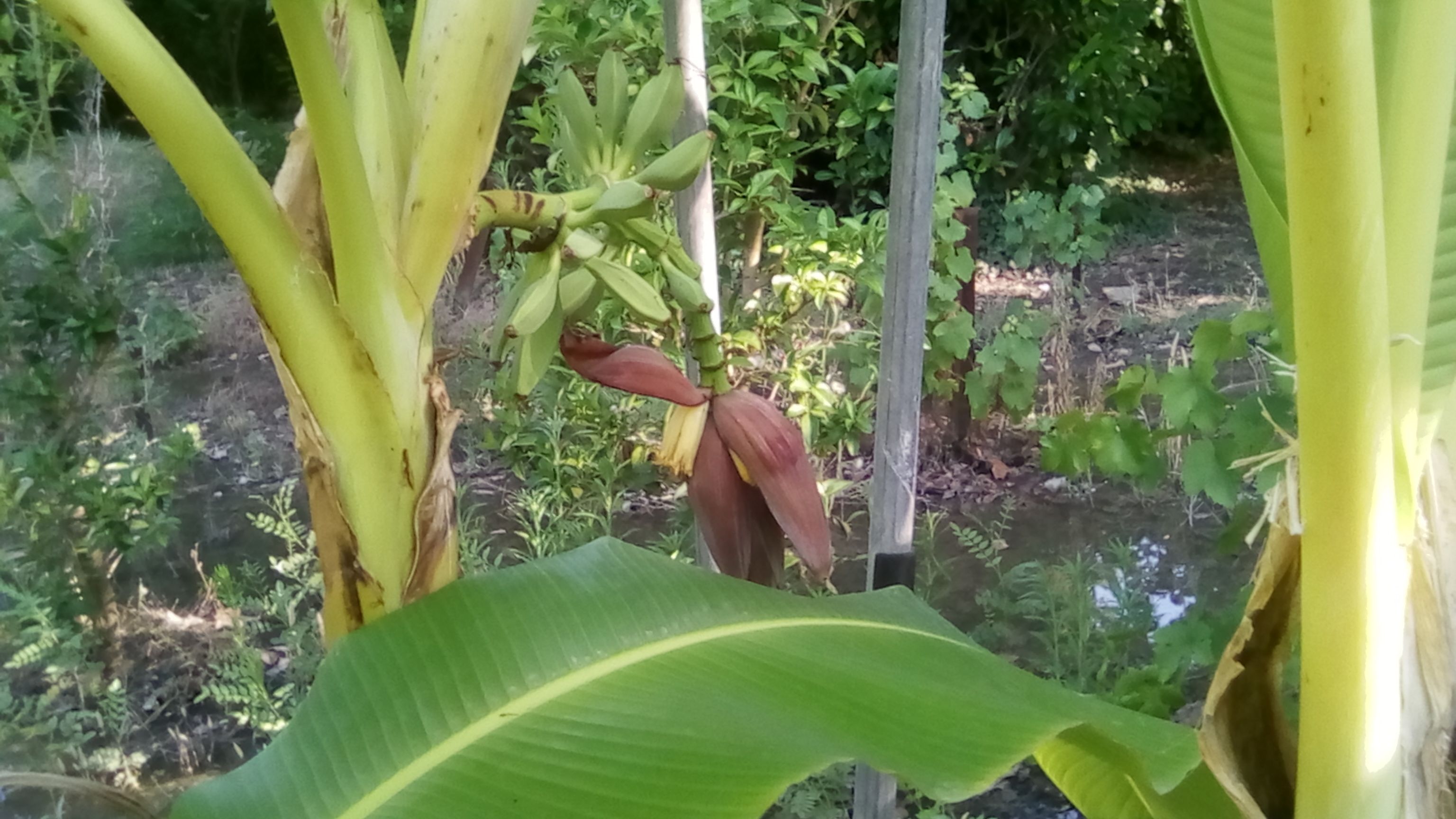 Régime3 -  2 Juillet.jpg