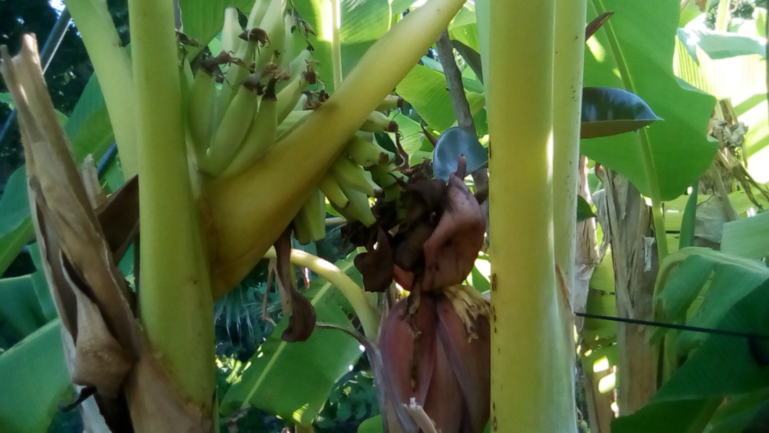 Régime 4 -  2 Juillet.jpg