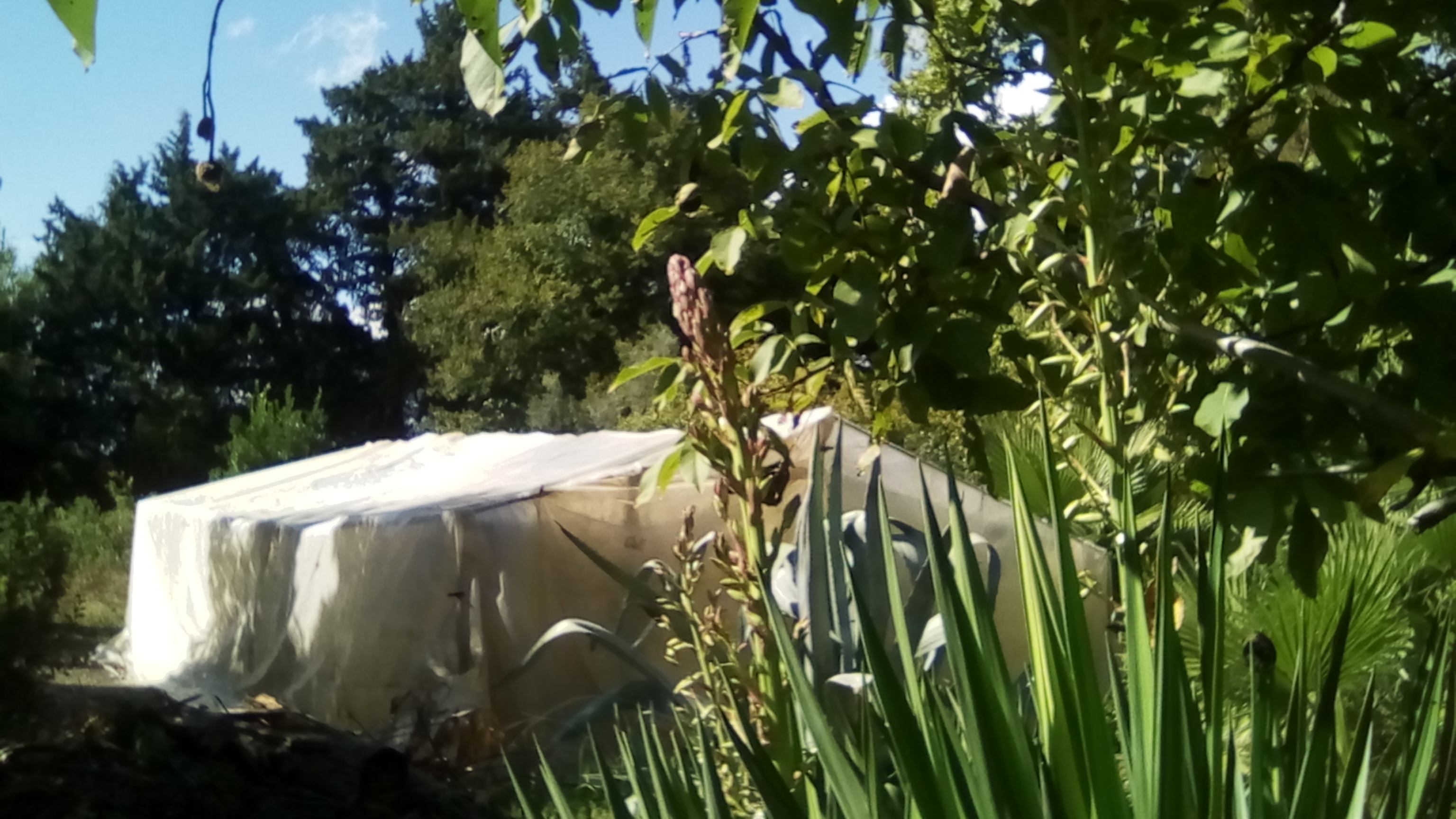 bananes 90CT 023.jpg