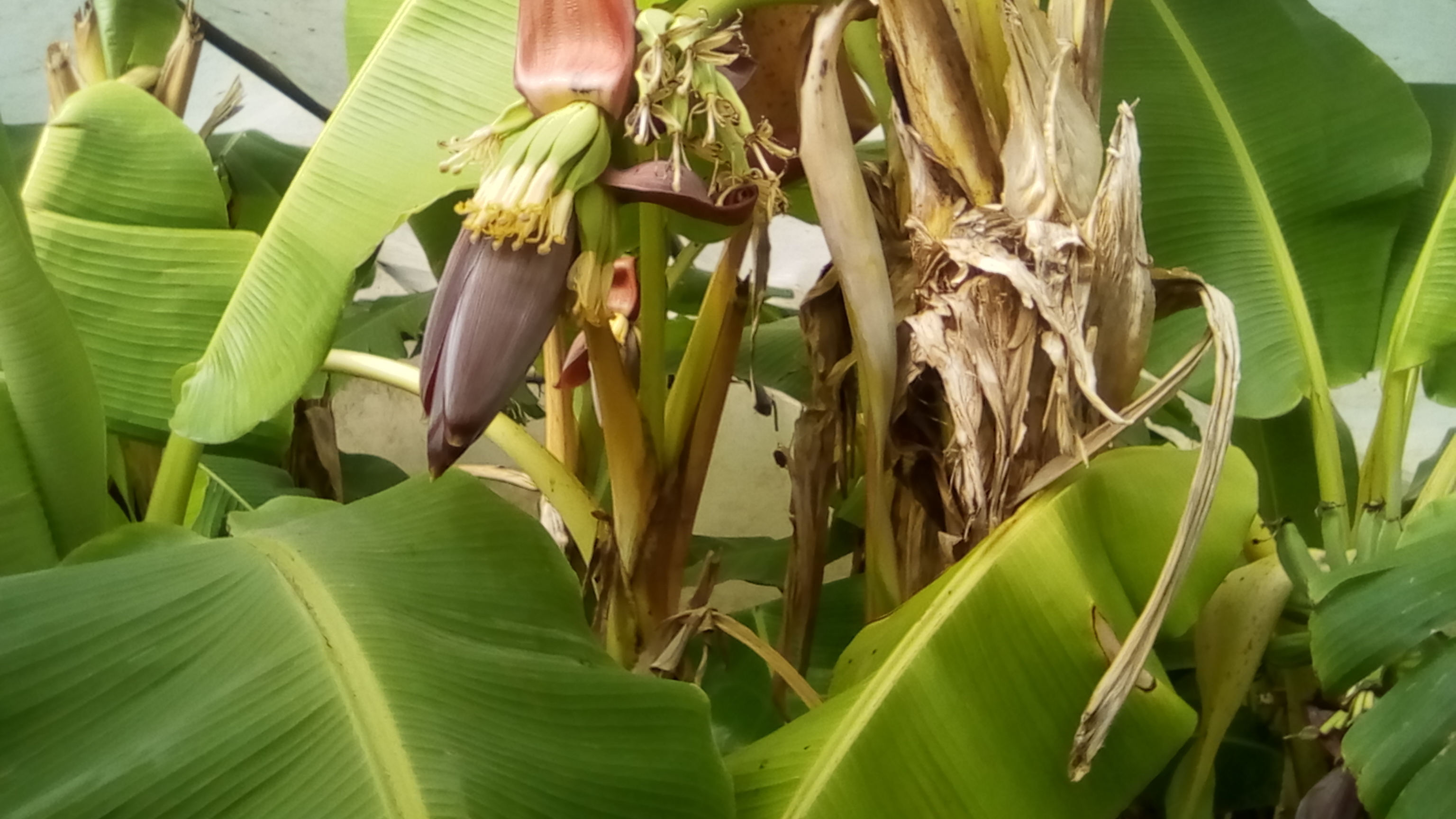 bananes 90CT 024.jpg