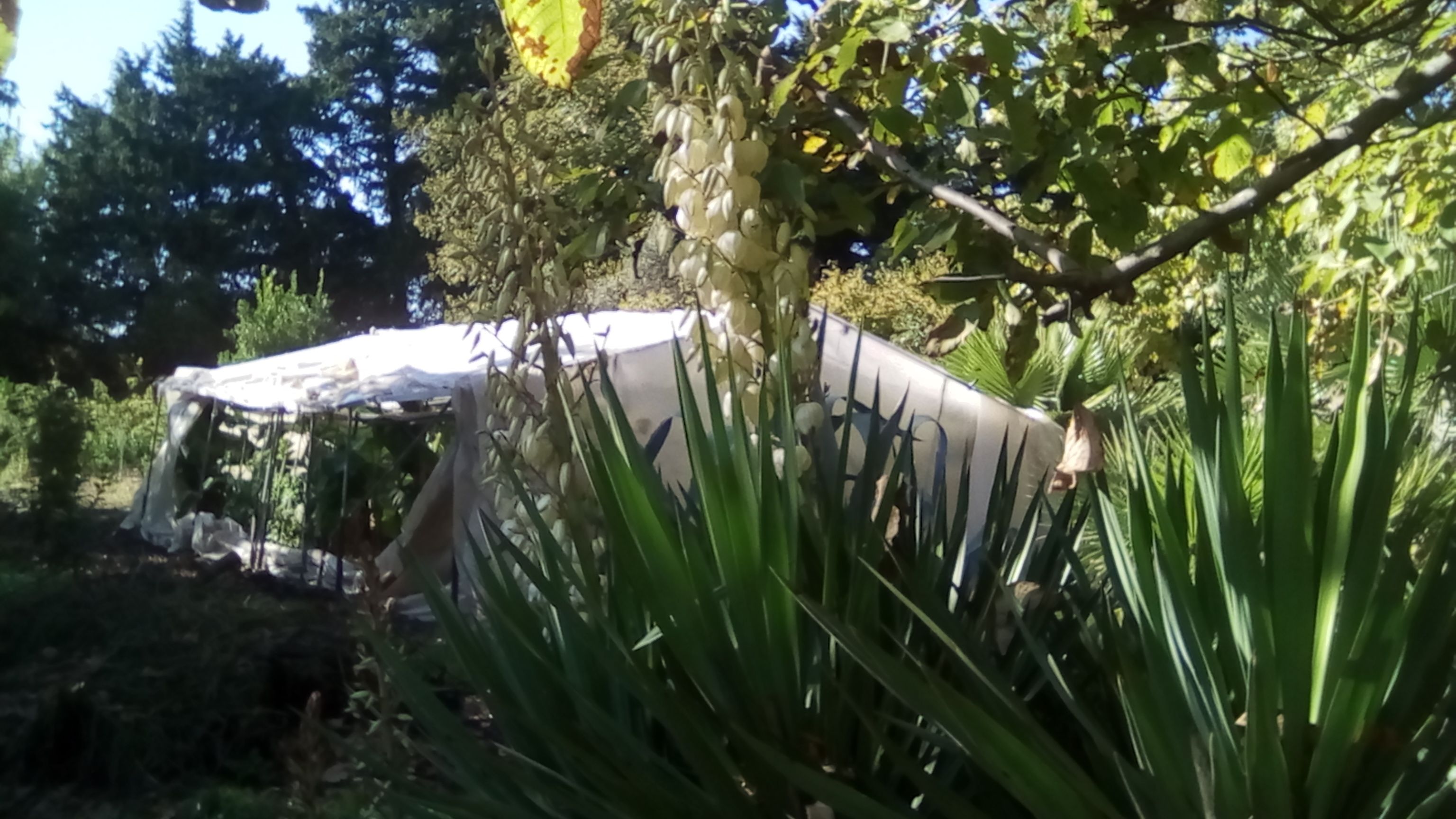 bananes 90CT 006.jpg