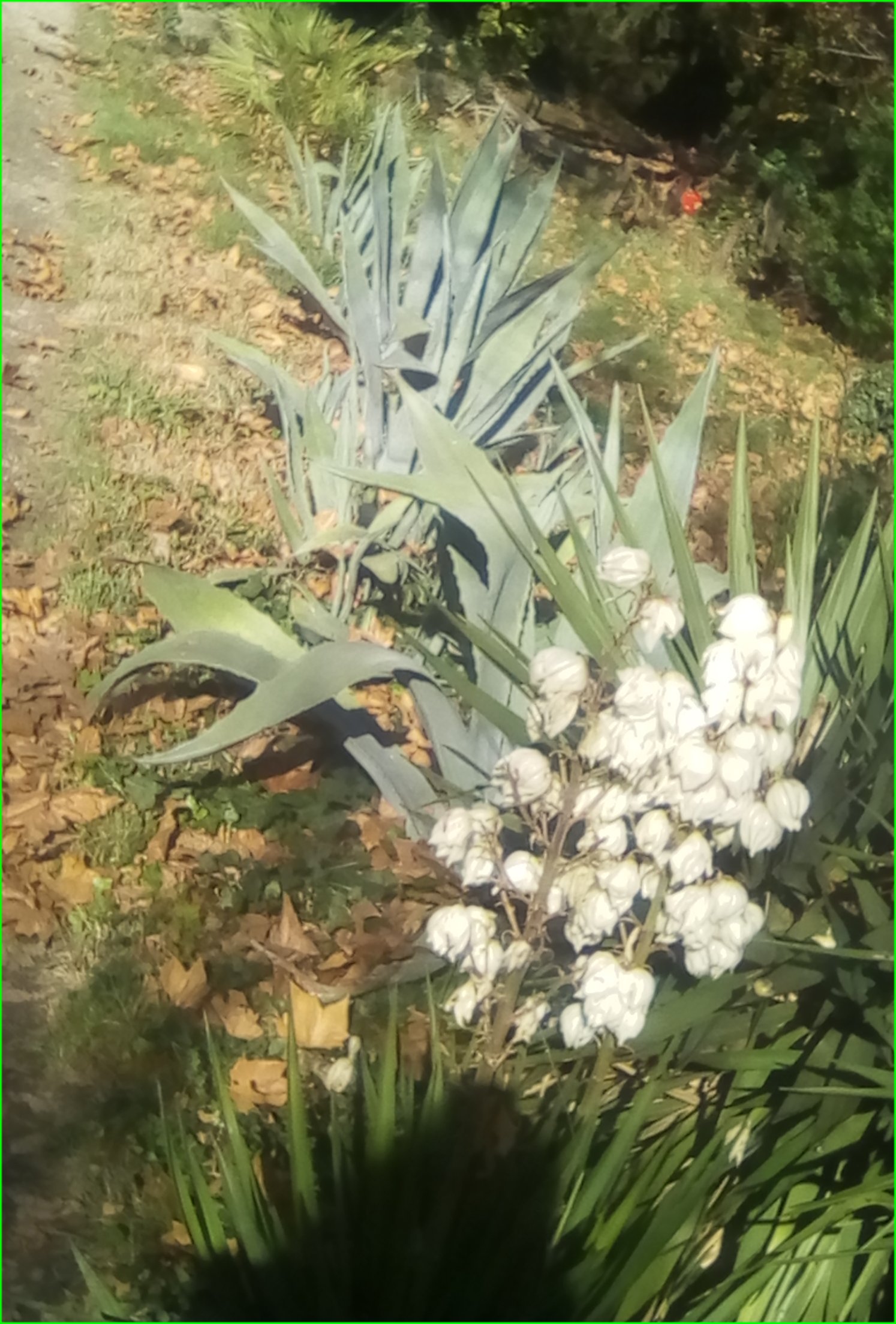 bananes 90CT 027.jpg