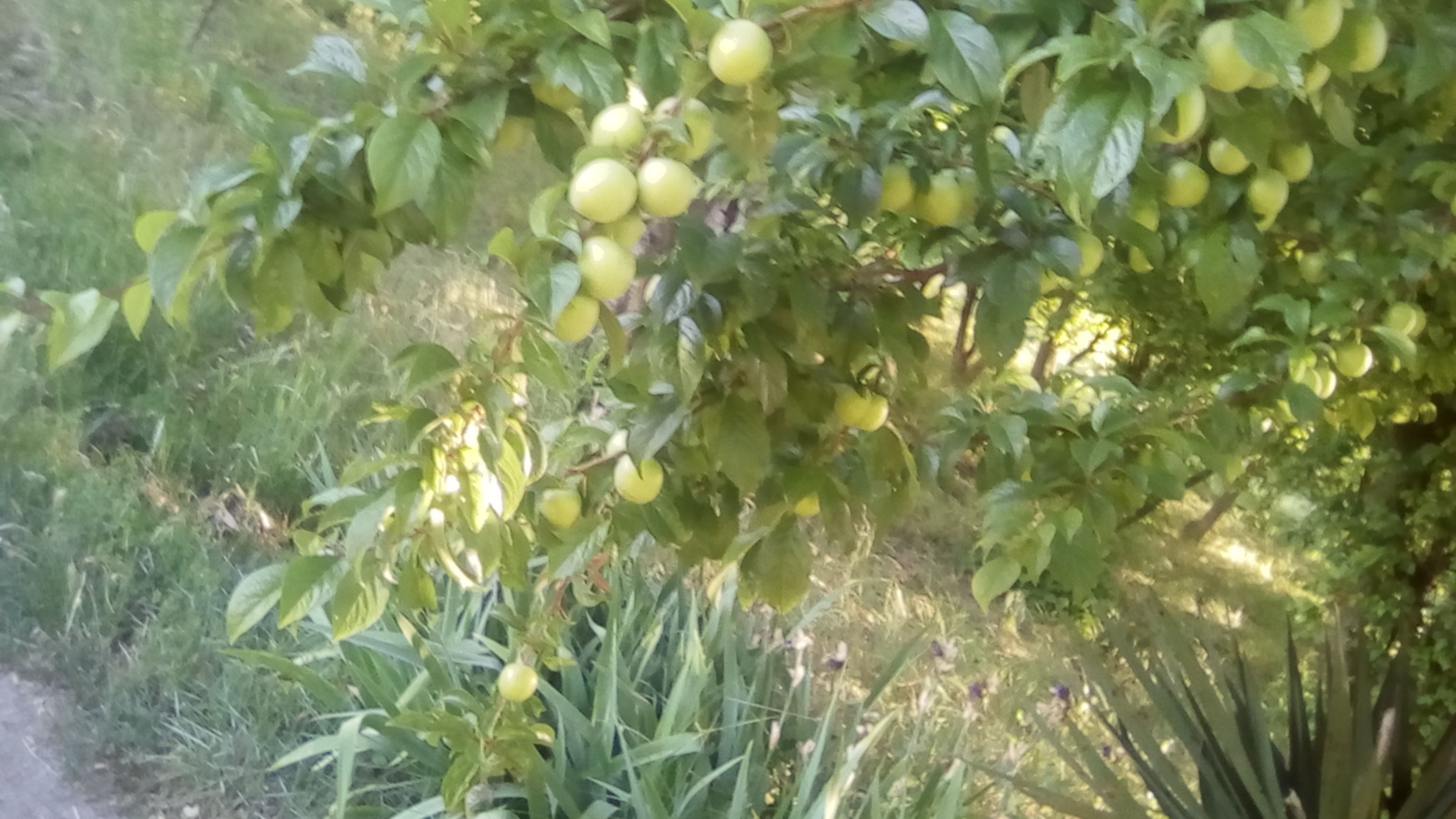 PRUNES.jpg